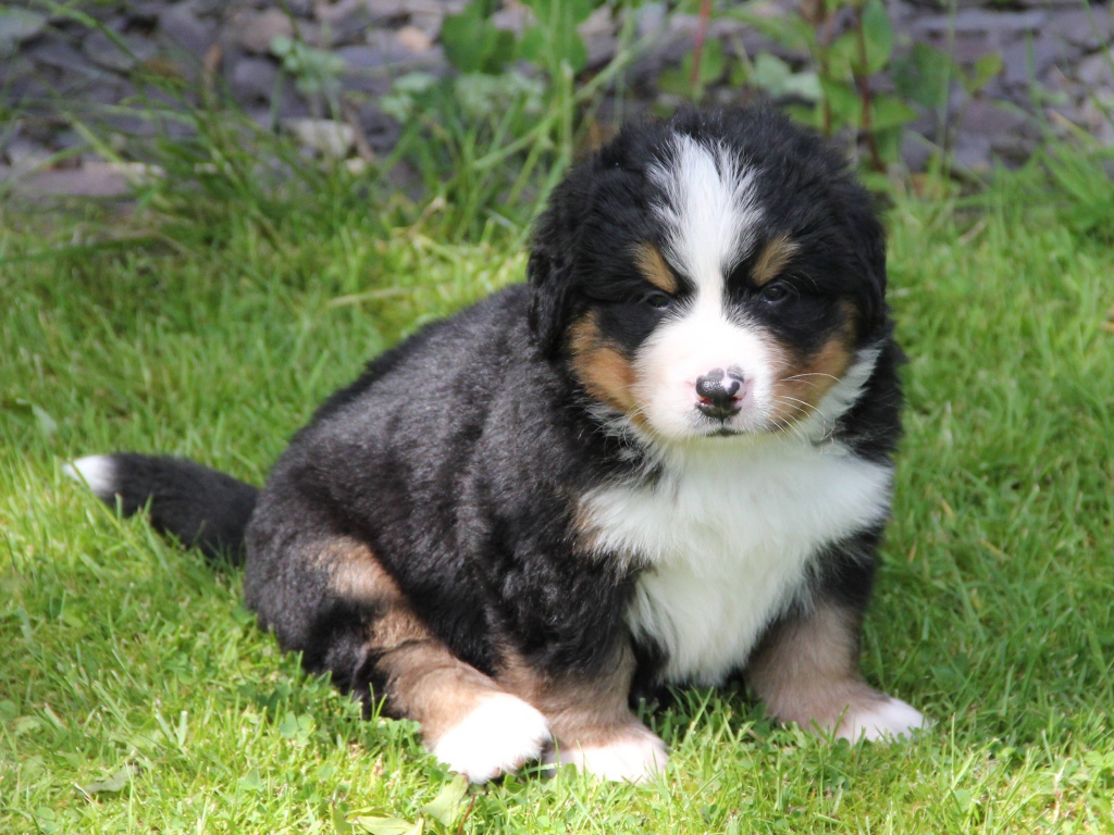 Sad puppy Bernese Mountain dog sitting on the grass