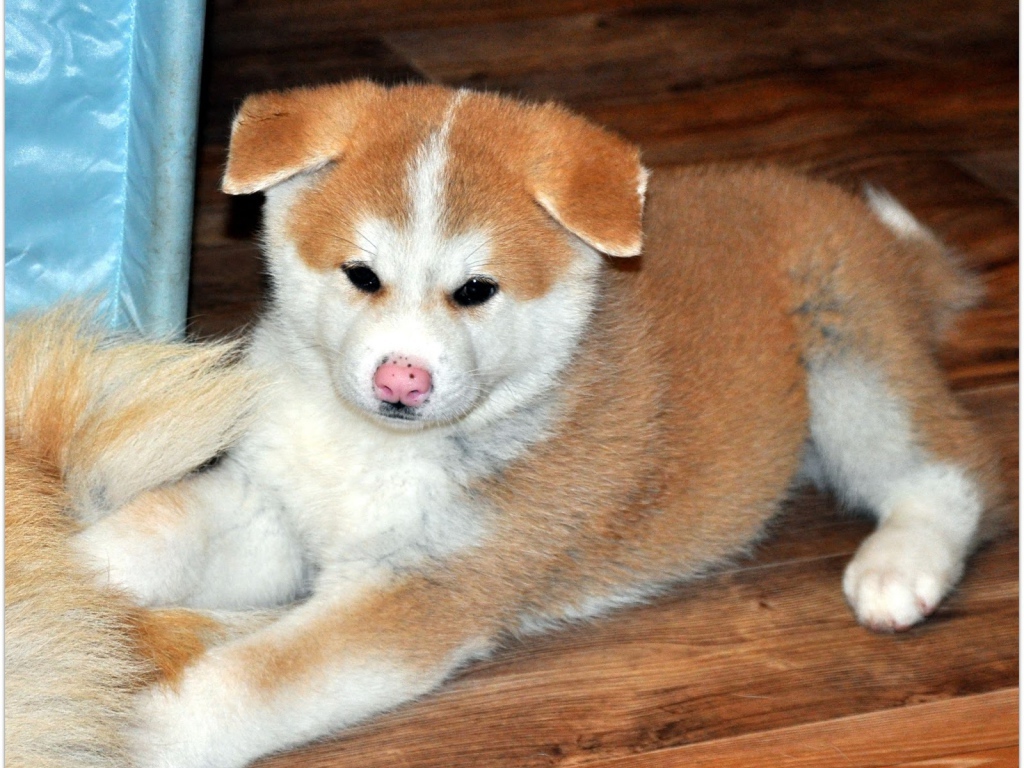 Грустный щенок акита-ину