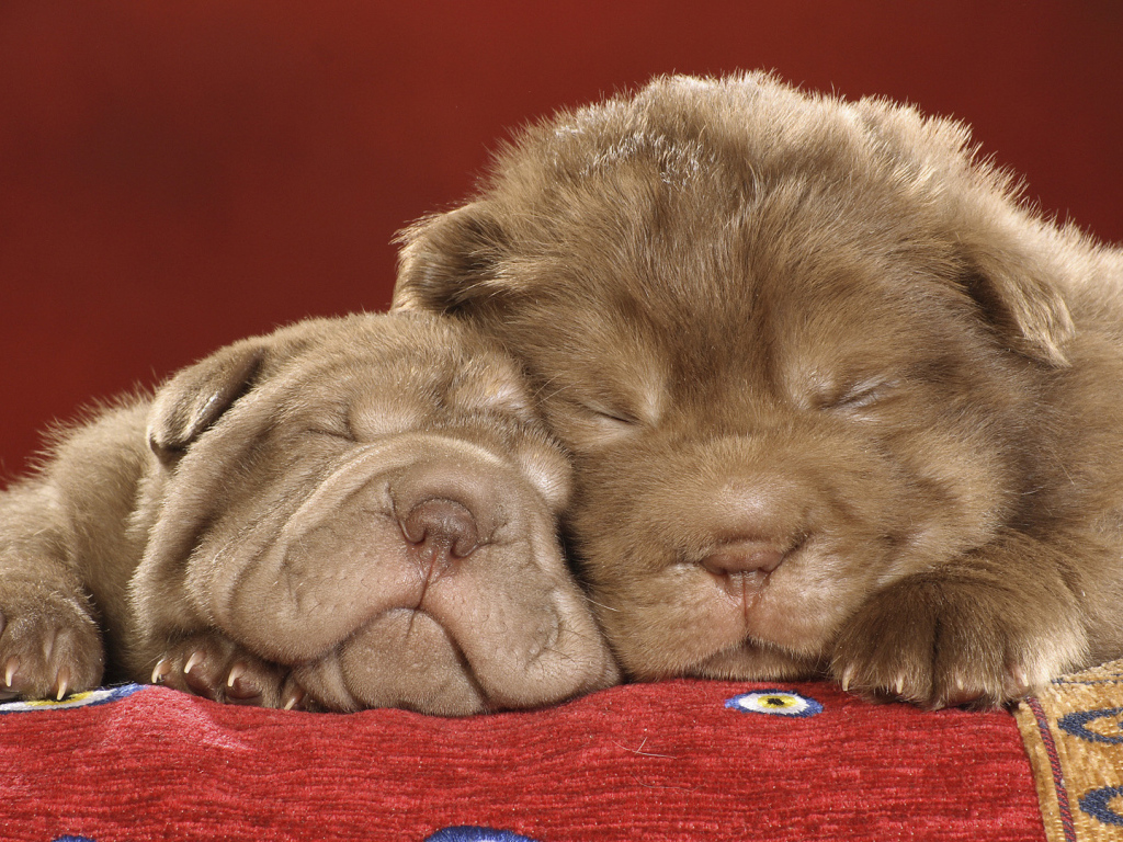 Шарпей щенки спят на красной ковровой дорожке