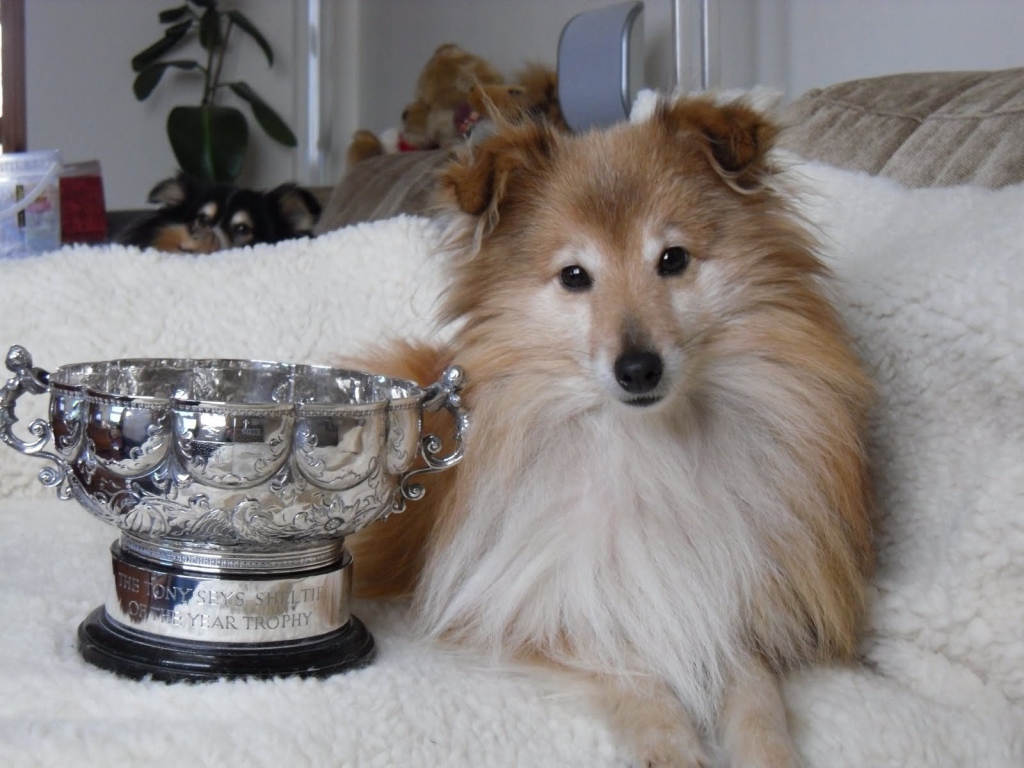 Собака породы шелти и её награда