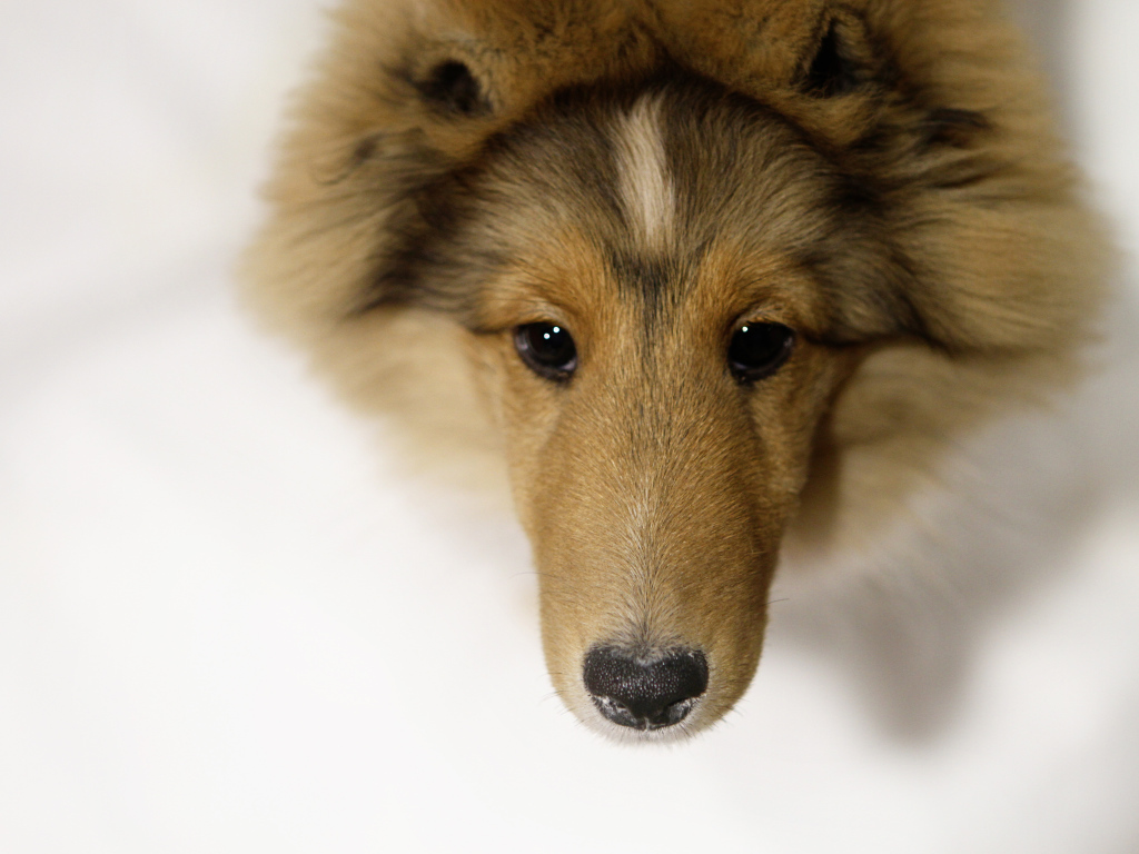 Sheltie breed dog closeup