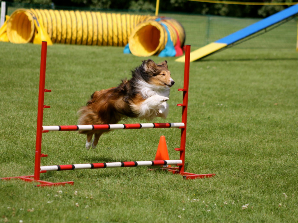 Собака породы шелти выполняет команду барьер