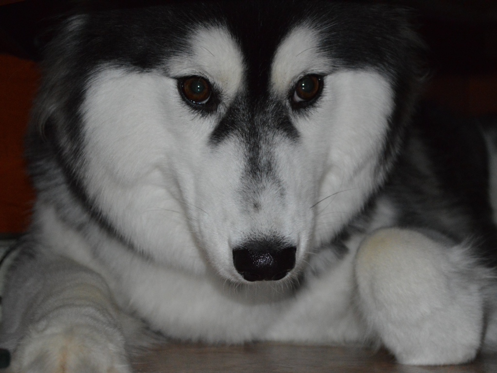 Застенчивый аляскинский маламут