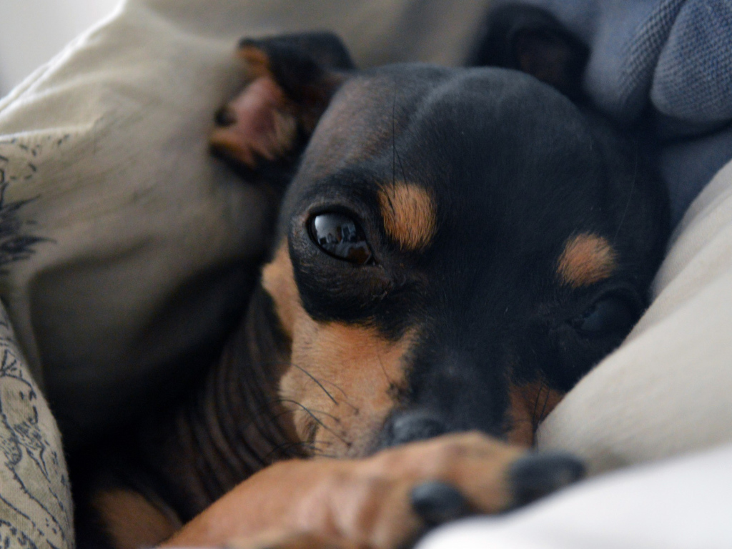 Сонный Карликовый пинчер в постели