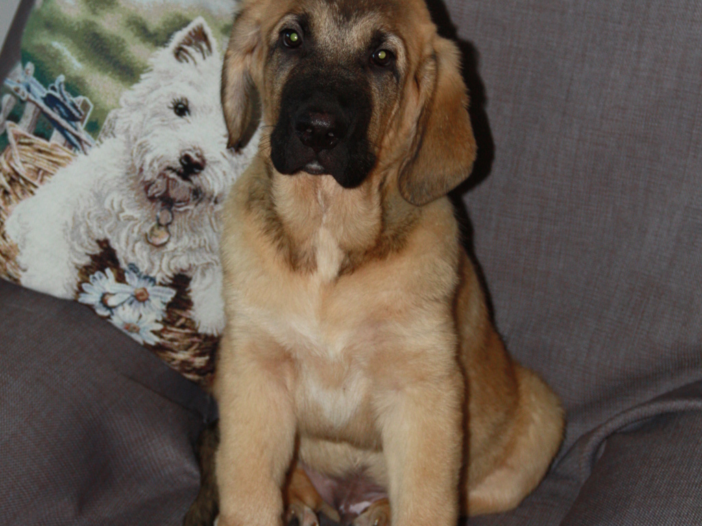 Испанский мастиф сидим на стуле