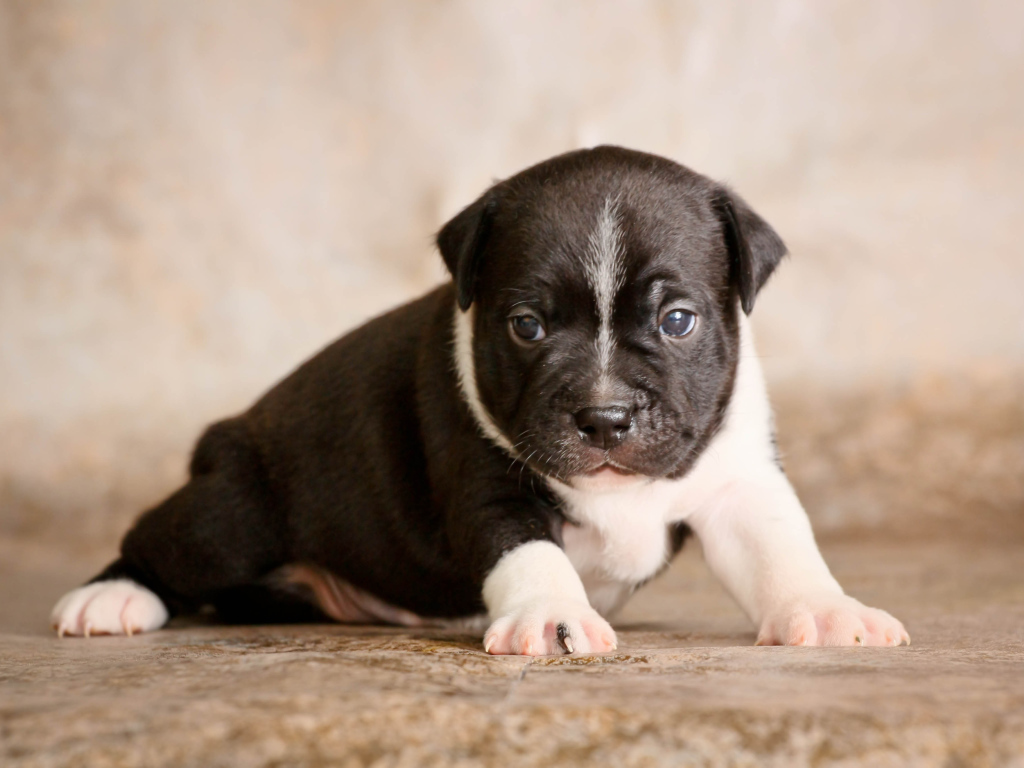 Щенок Стаффордширский бультерьер на фотосессии