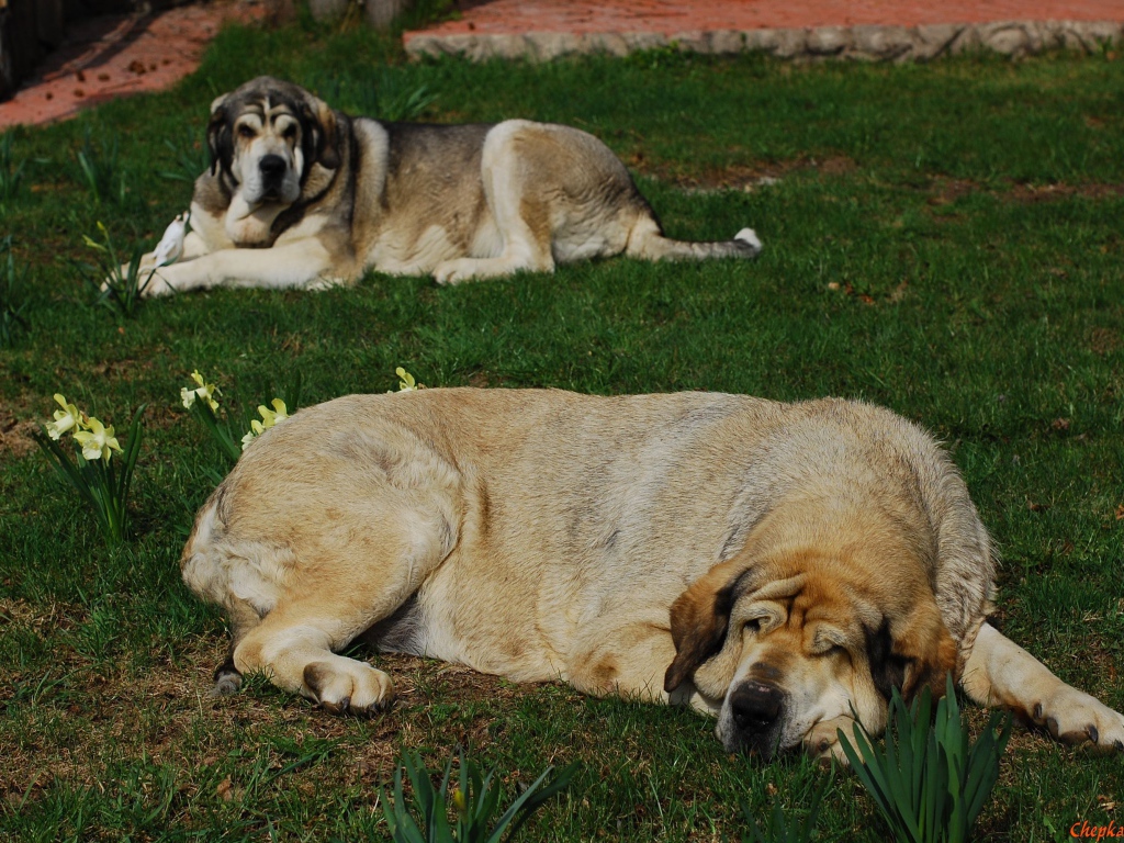 The Spanish mastiff is sleeping on the grass