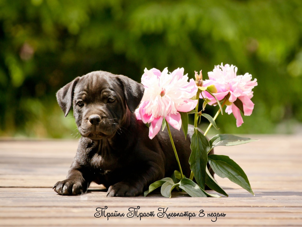 Стаффордширский бультерьер с цветами