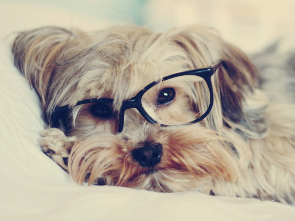 Собака смотрит через очки