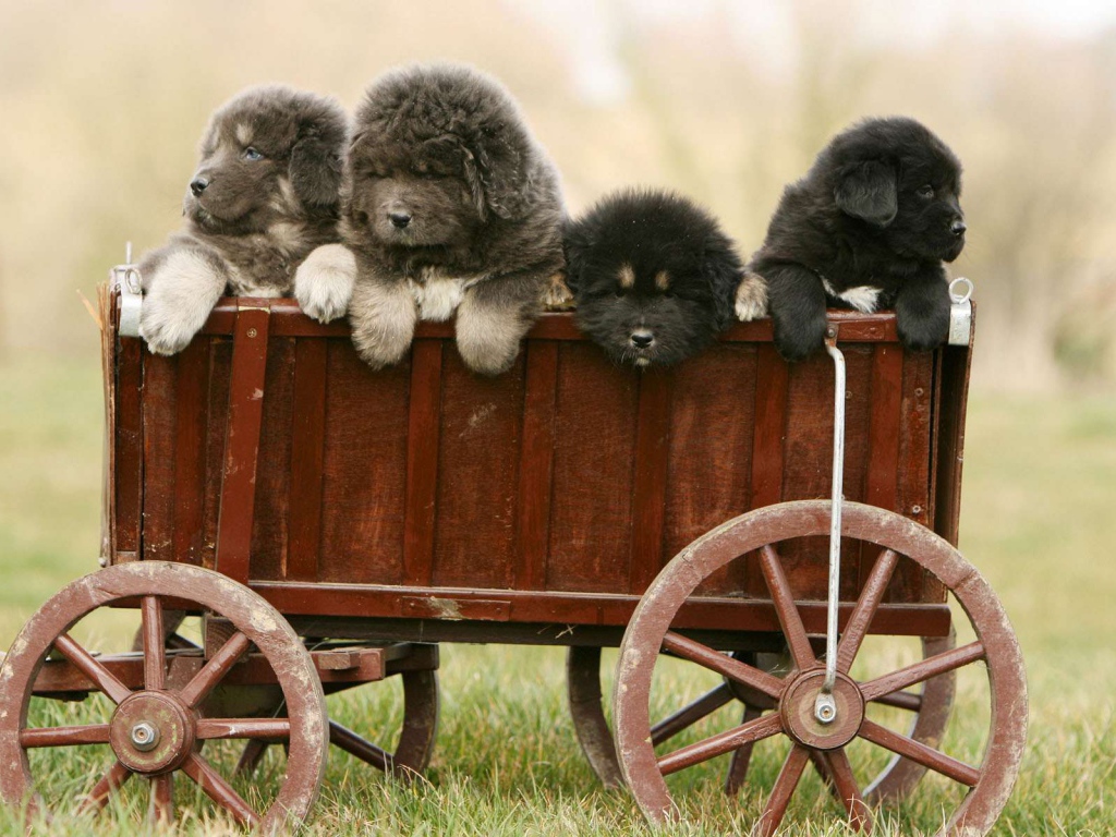 Полный вагон щенков тибетского мастифа