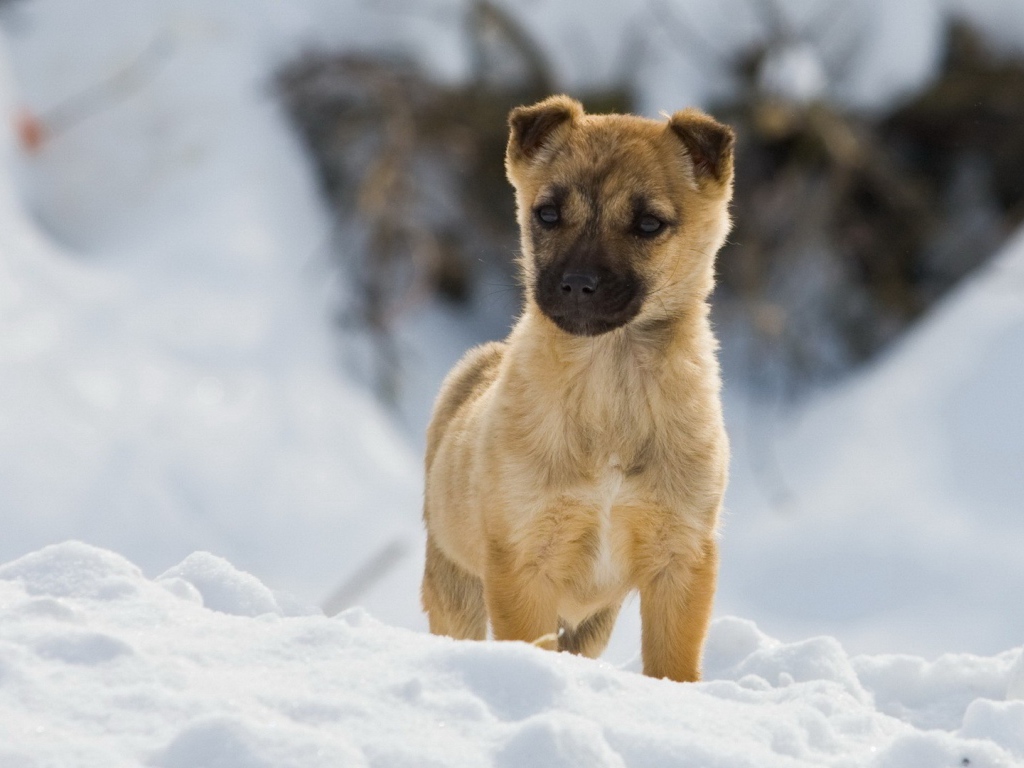 Щенок на снегу