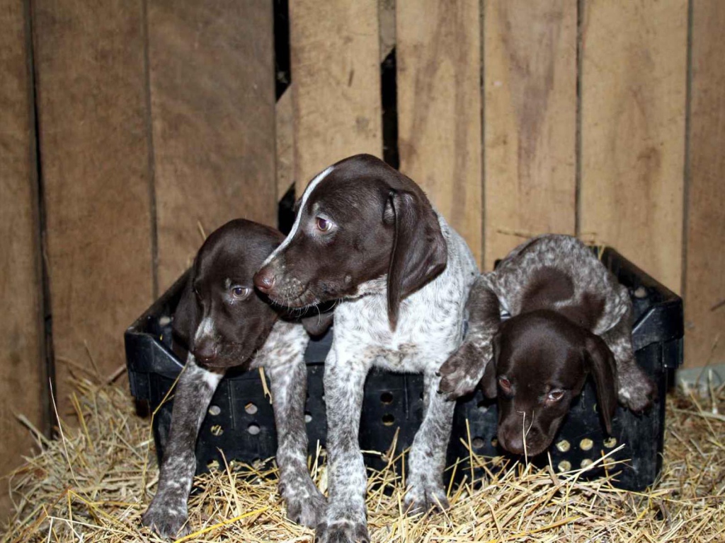 Три немецких щенка Пойнтер