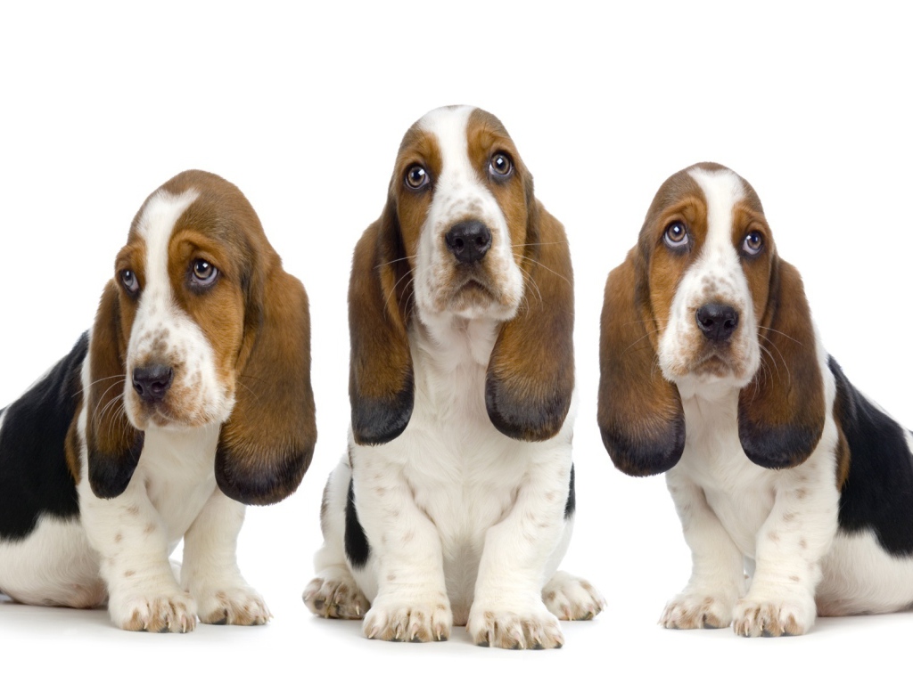 Три бассет-хаунда на белом фоне