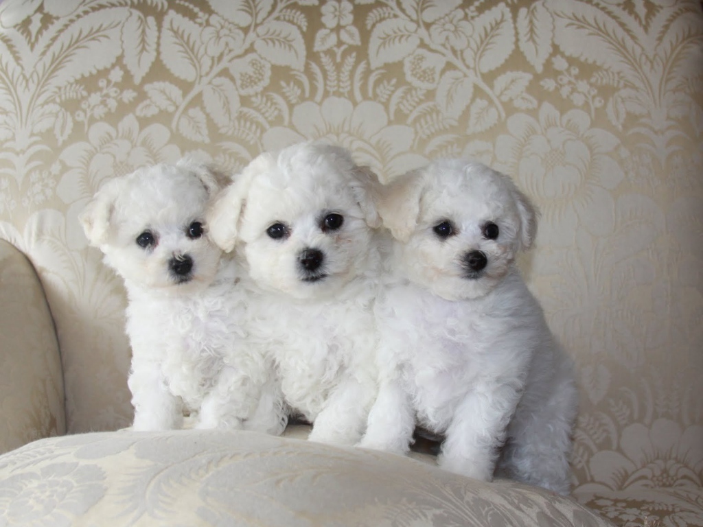 Три щенка породы бишон-фриз на диване