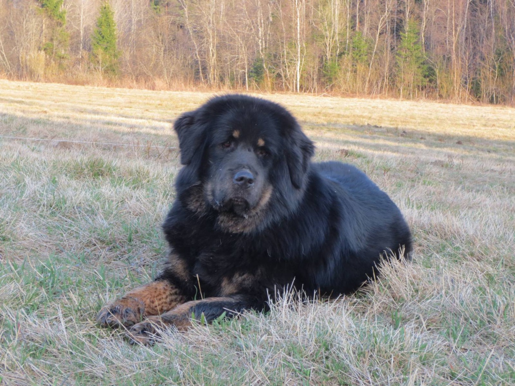 Тибетский мастиф на траве