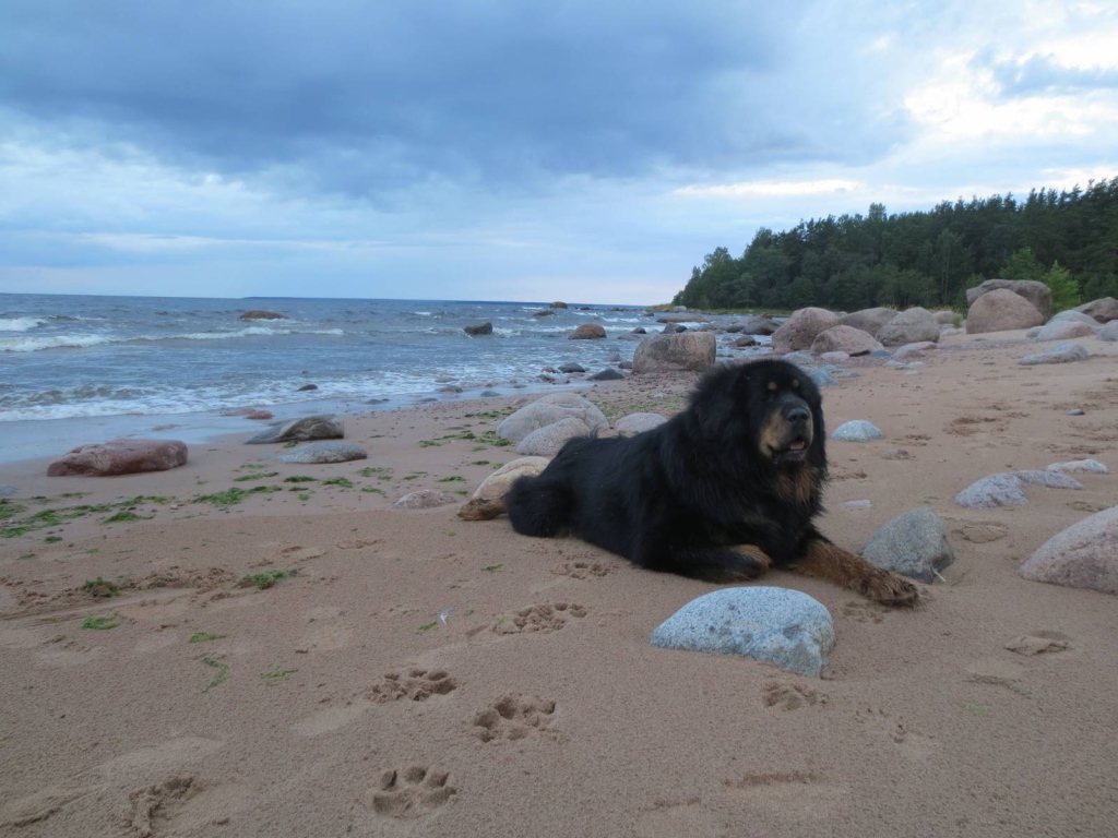 Тибетский мастиф на пляже