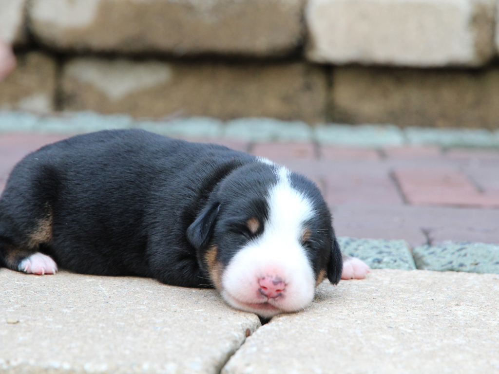 Крохотный щенок большого швейцарского зенненхунда