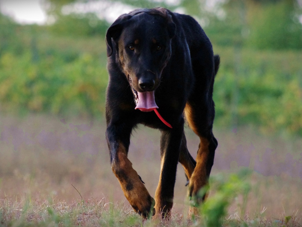 Уставший босерон идёт по полю
