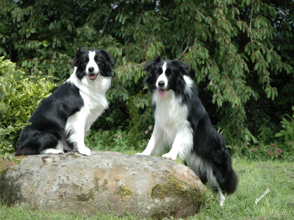 Две бордер-колли на камне
