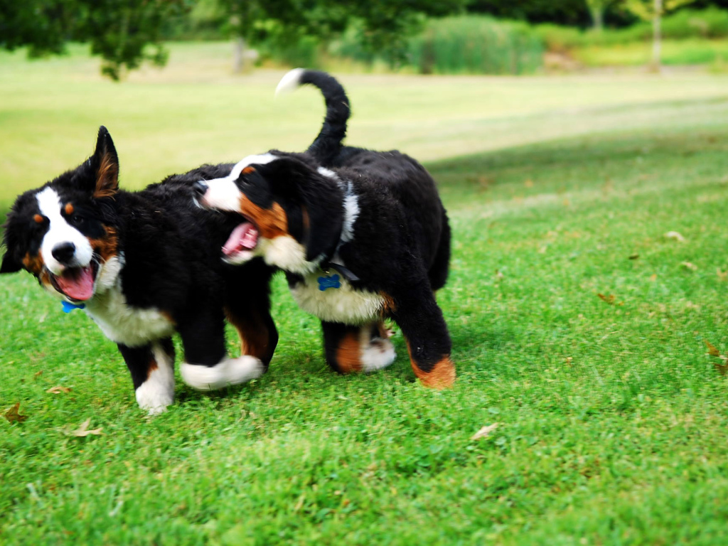 Two puppies Bernese Mountain dog playing on grass