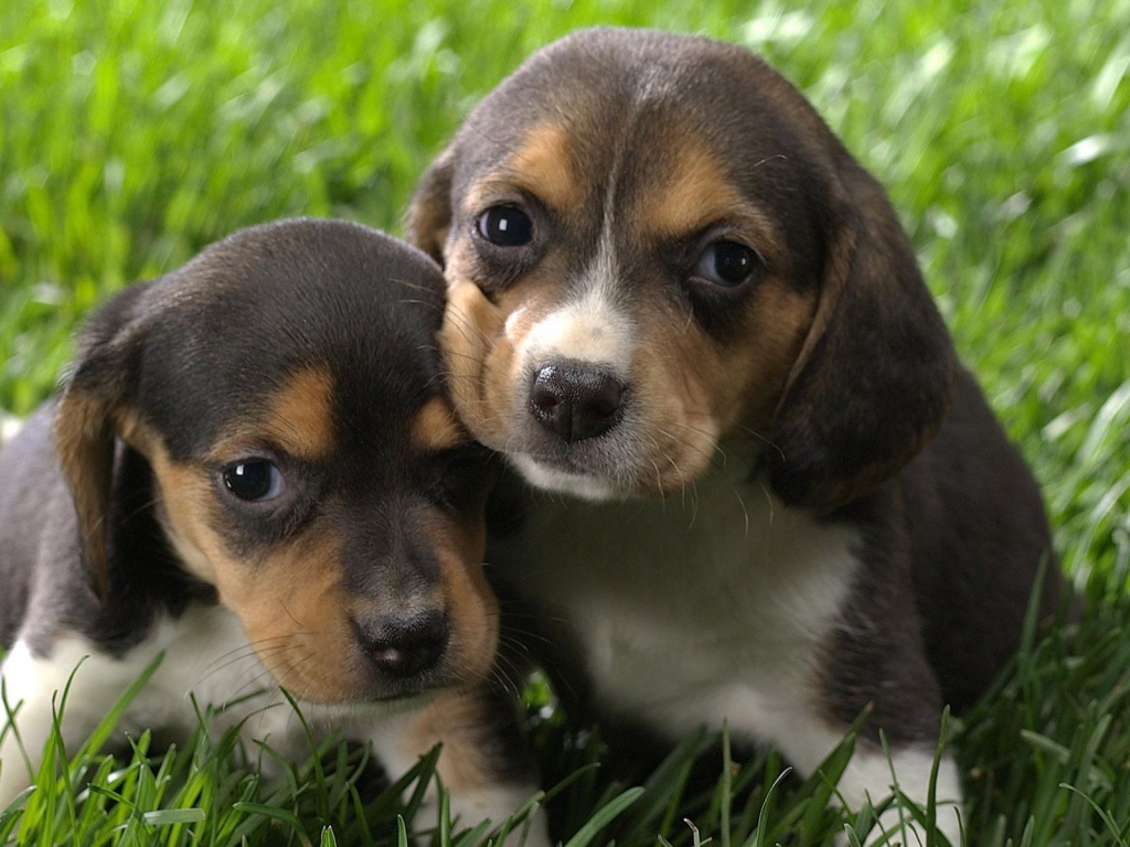 Два крохотных щенка породы бигль на траве