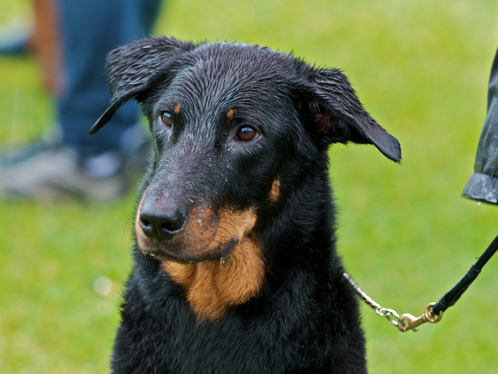 Мокрый босерон на поводке