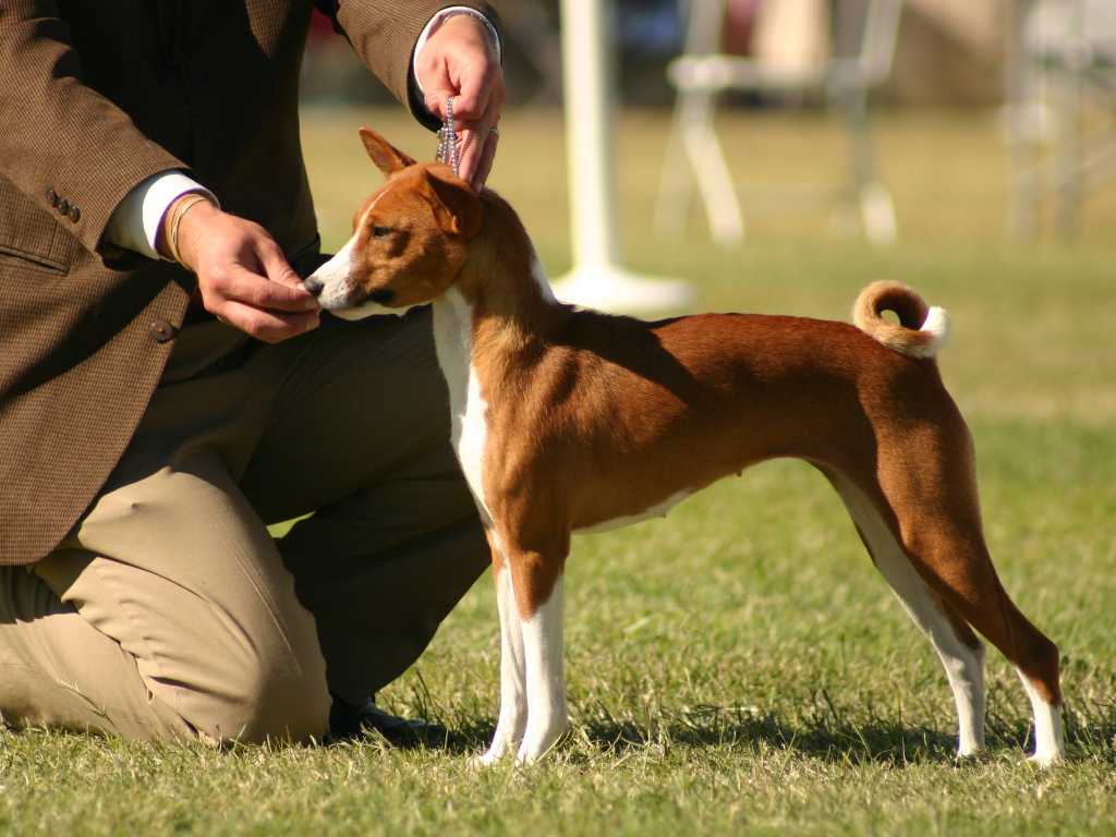Молодая собака породы басенджи с хозяином