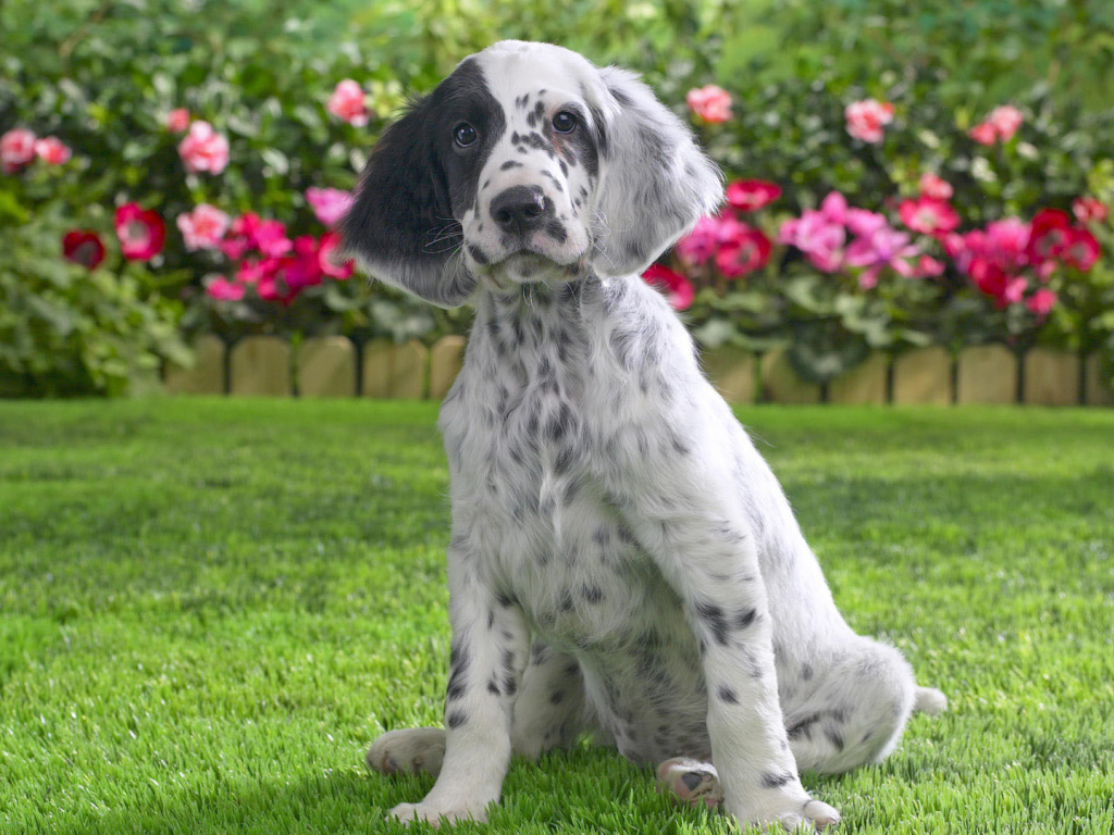 Young English setter on the flower background