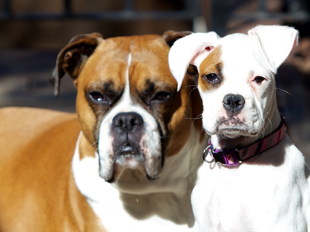 Молодой и взрослый боксеры