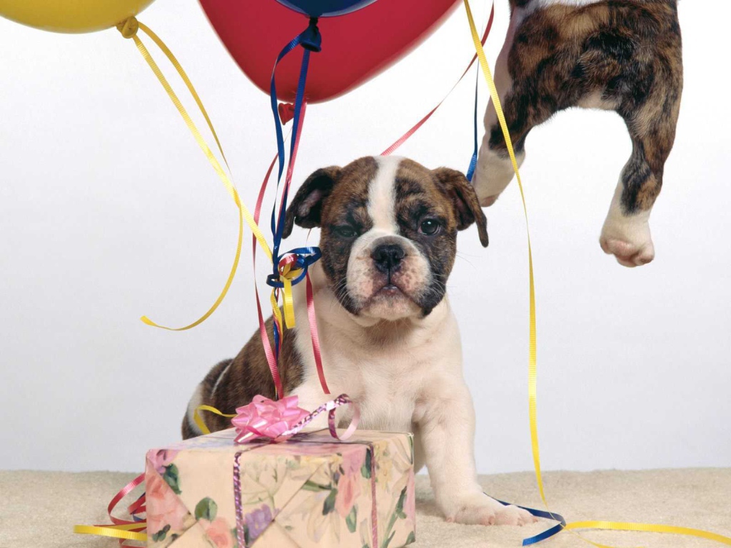 Щенок боксёра и подарочная коробка