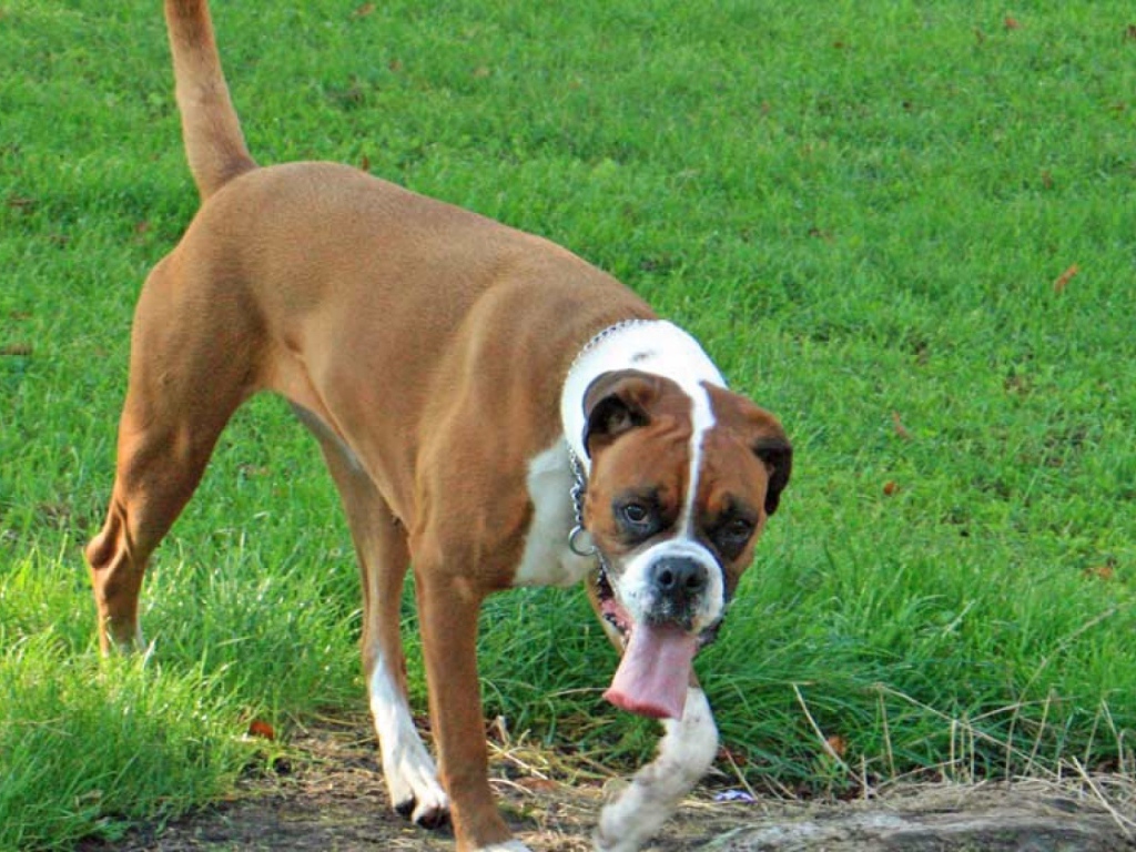 Боксёр с длинным языком гуляет по траве