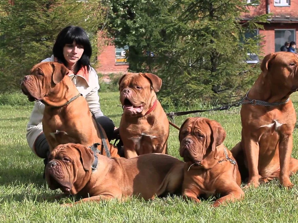 Семейство Бордосских догов