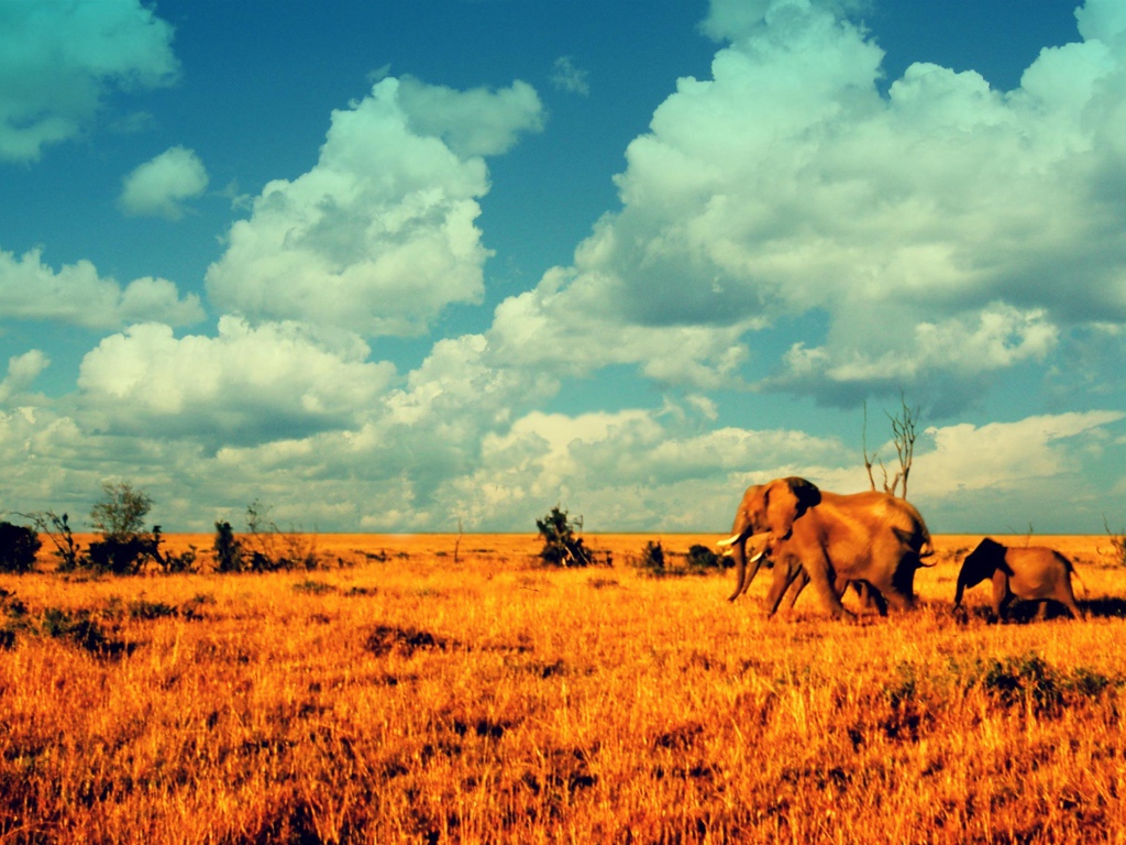 Слоны в саванне