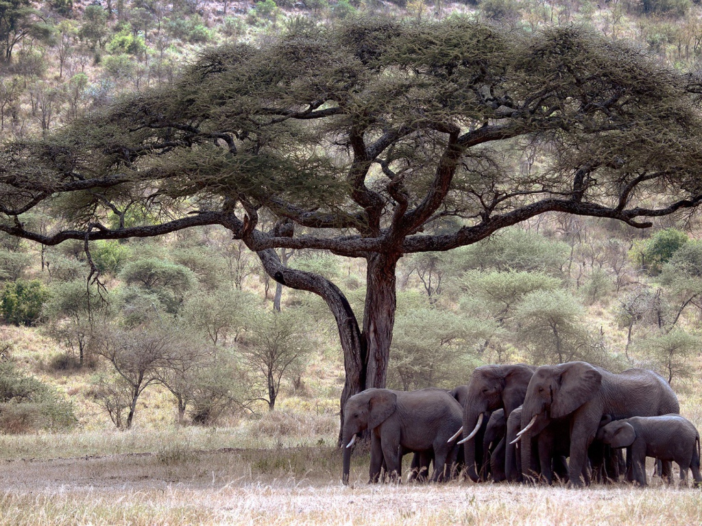 Семья слонов под деревом