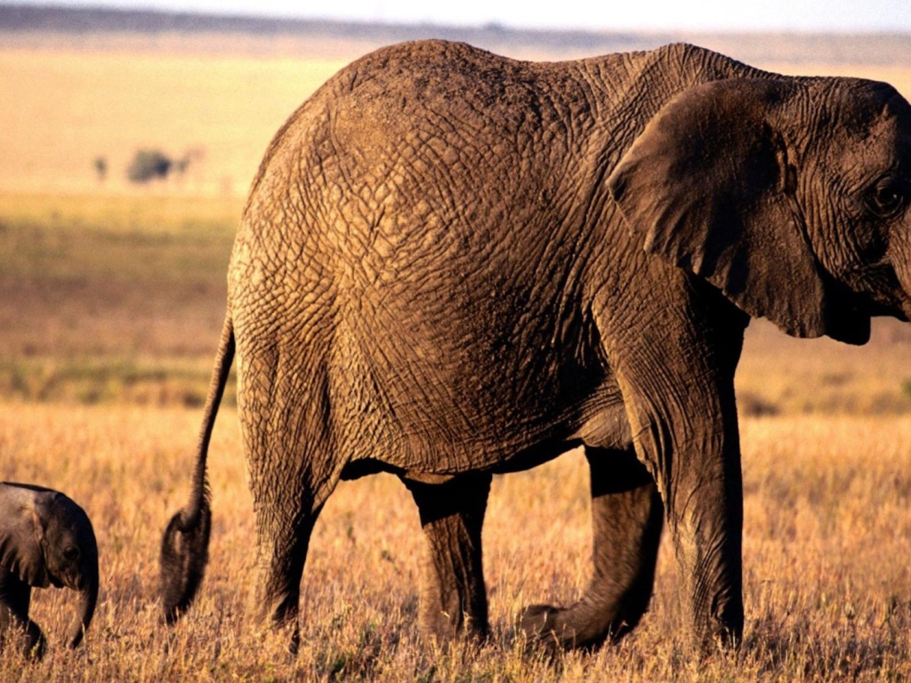 	 Mother elephant and her calf