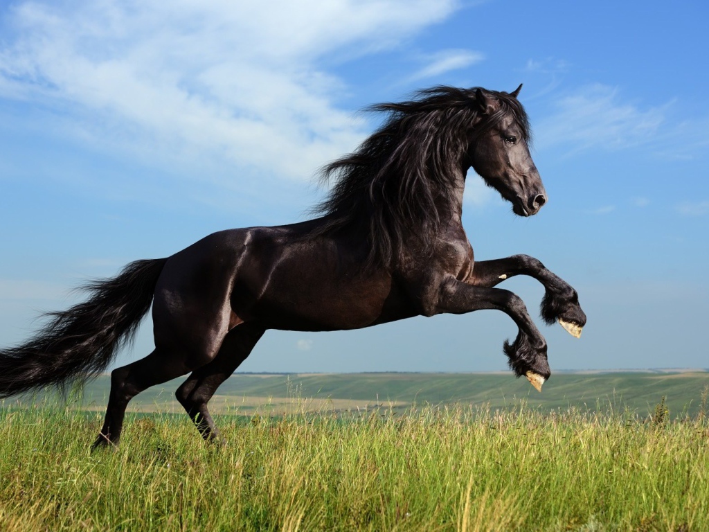 Красивая чёрная лошадь