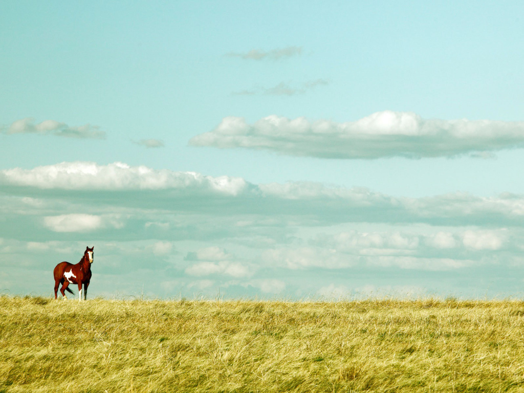 Красивая лошадь в поле