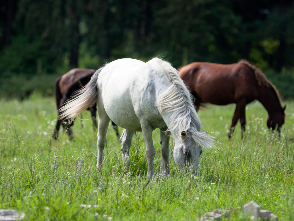 Крупные лошади