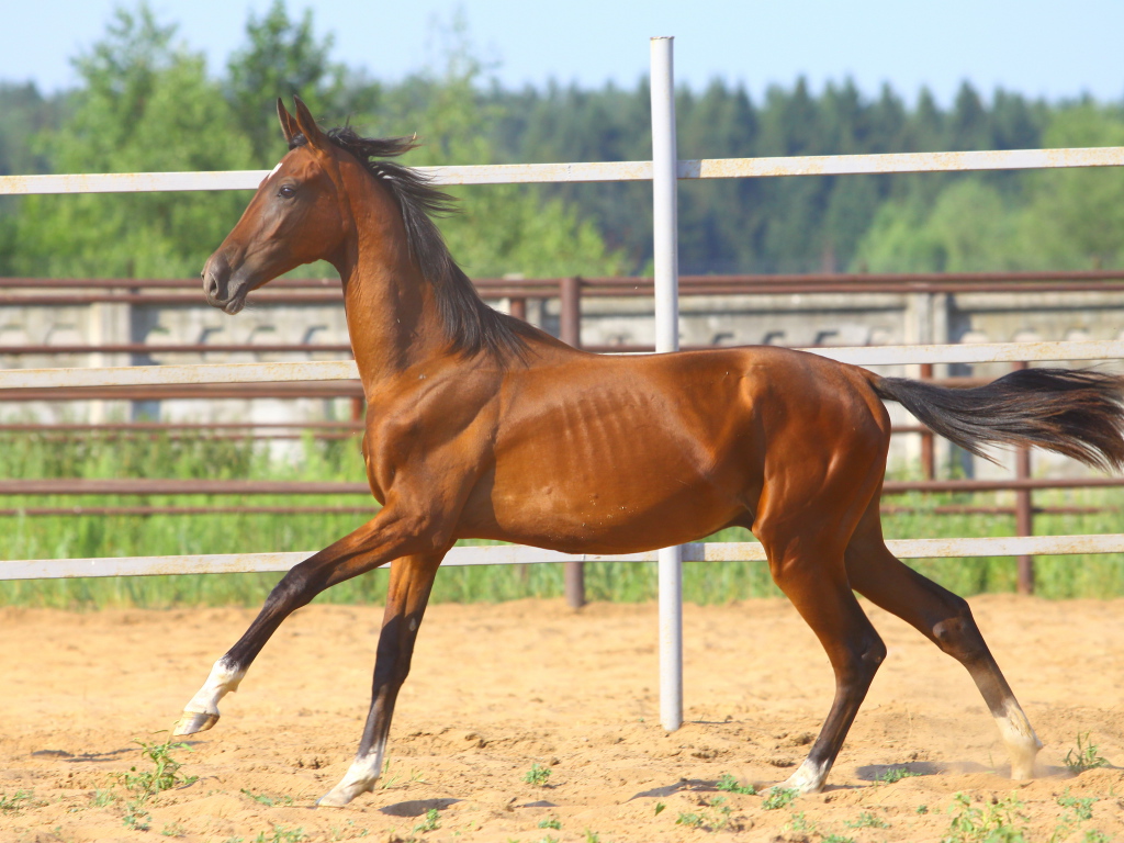 Донская лошадь