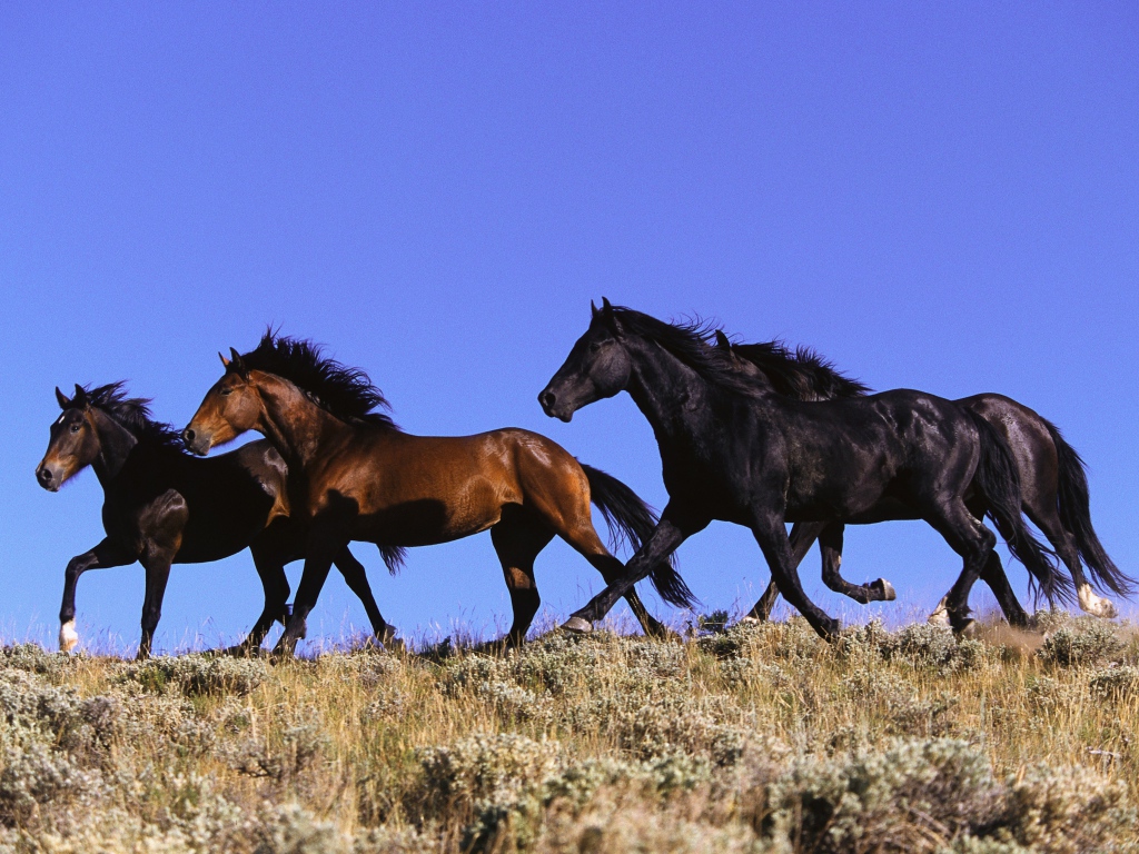 Четыре лошади