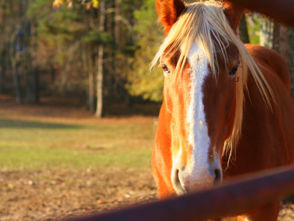 Чудо лошадь