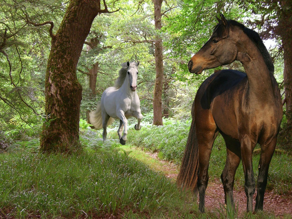 Самые красивые лошади