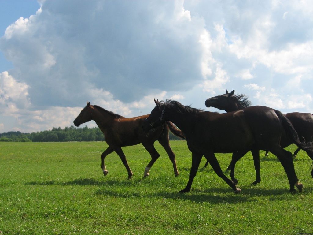 Русские породы лошадей