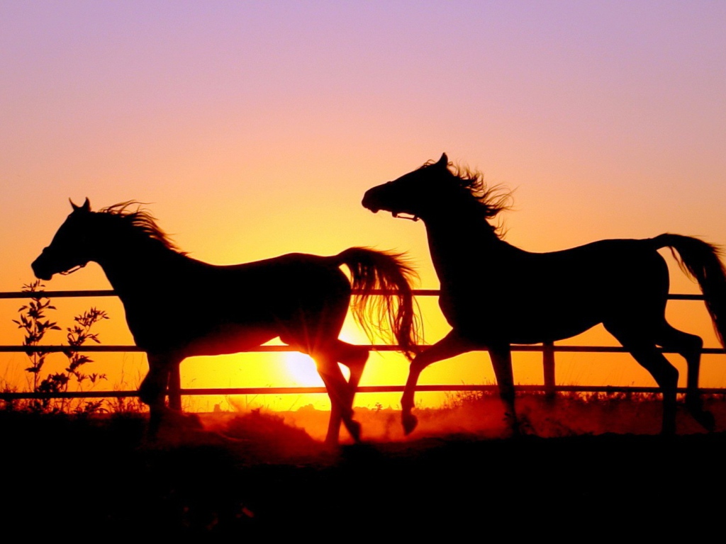 Силуэты лошадей
