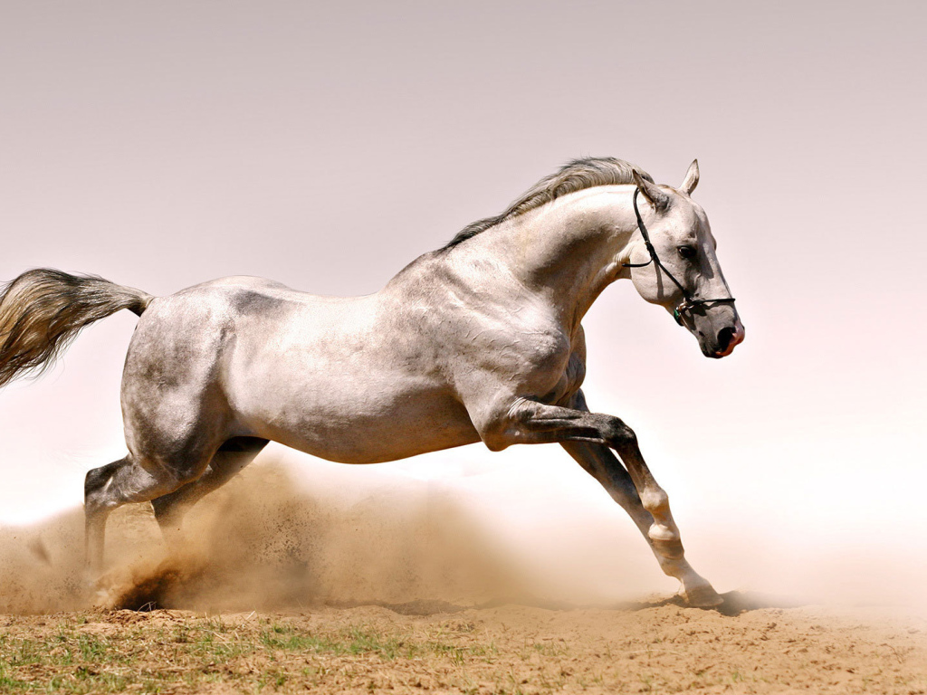 Быстрая лошадь