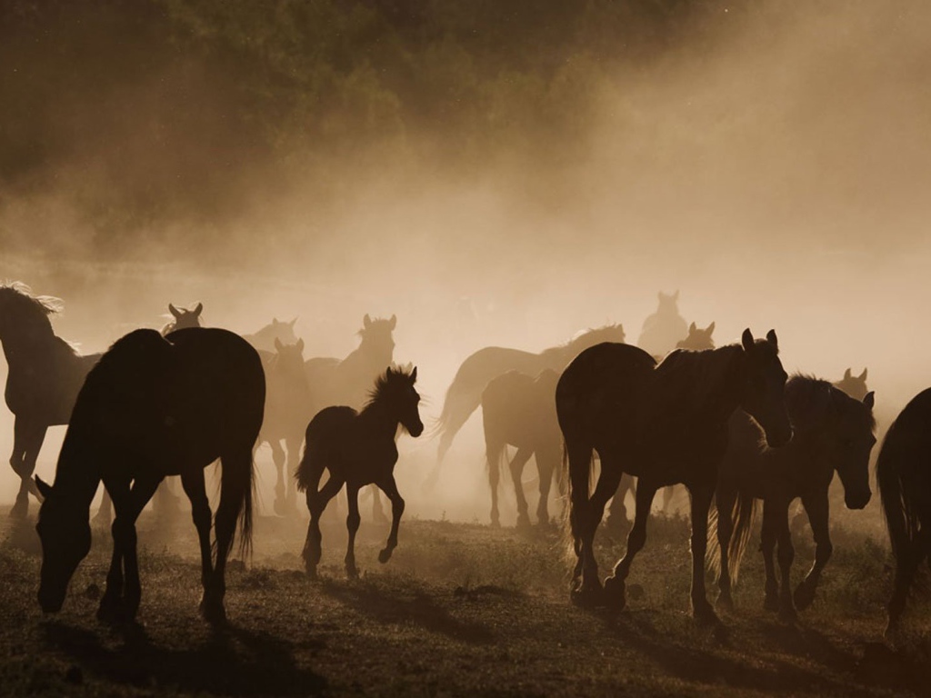 Долина лошадей