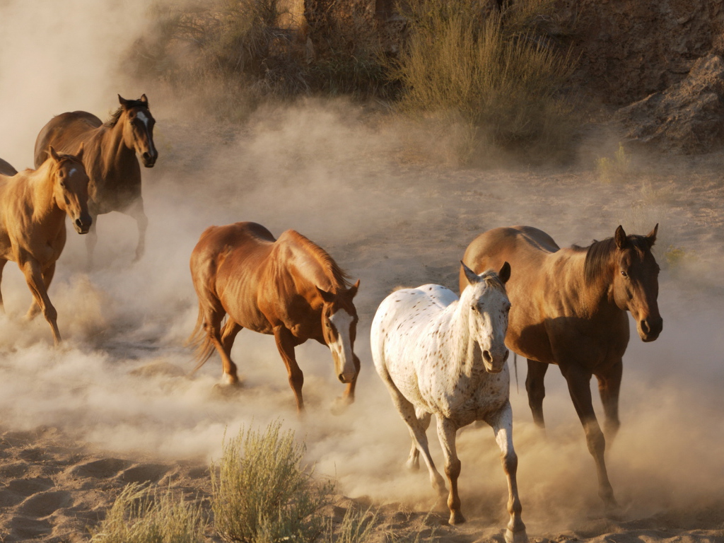 Дикие лошади
