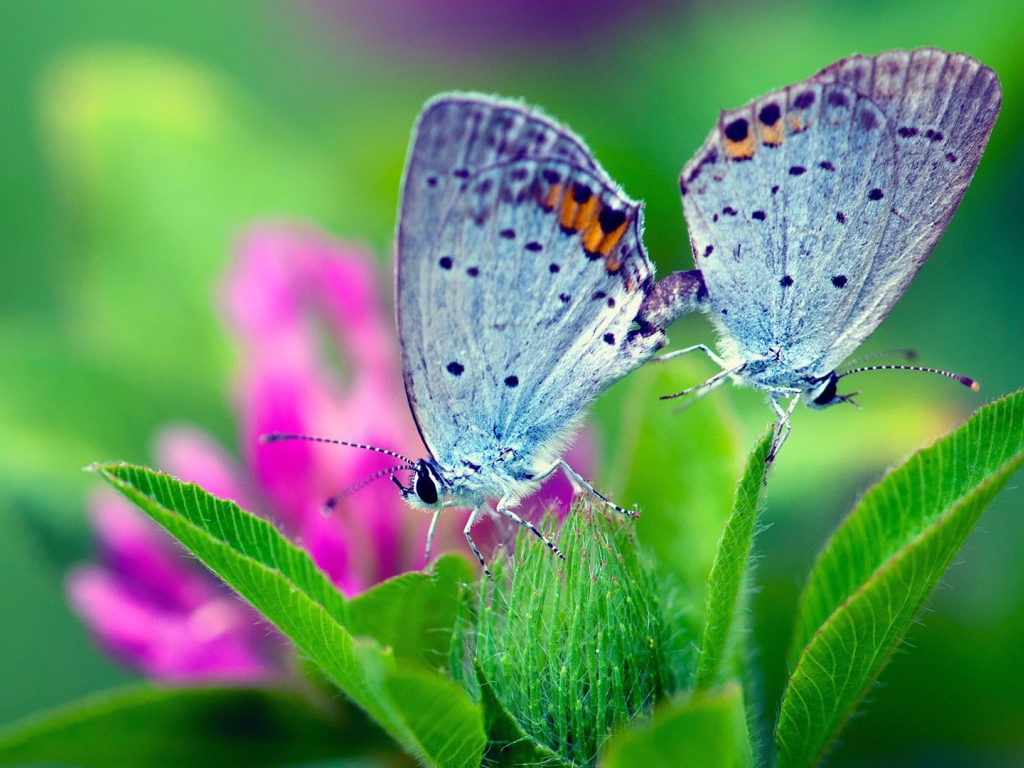 Пара бабочек