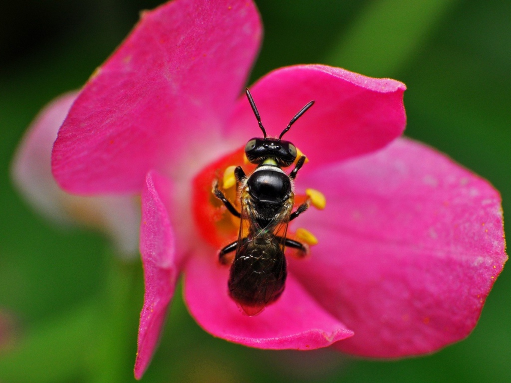 Пчела на розовом цветке