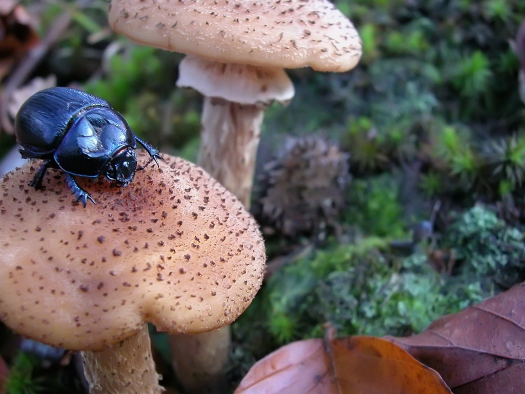 Жук сидит на грибе